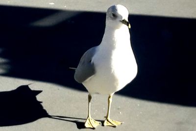 Close-up of swan