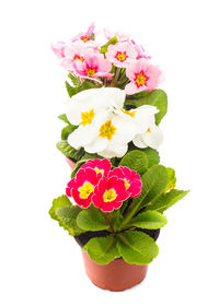 Close-up of pink roses against white background