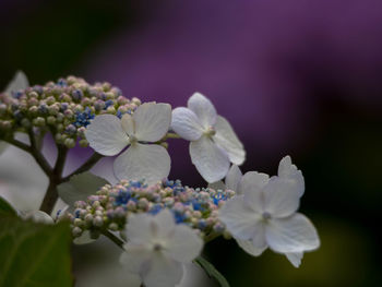 Close-up of white flowers against blurred background