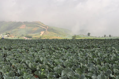 Scenic view of field against cloudy sky