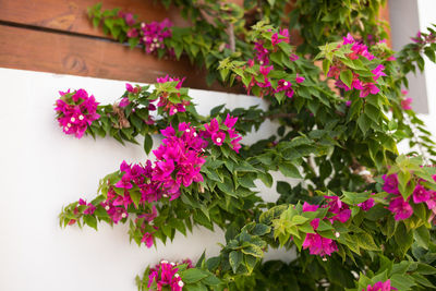 Close-up of purple flowers