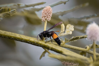 Close-up of insect on flower