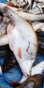 High angle view of fish for sale