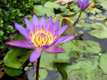 Close-up of water lily in pond