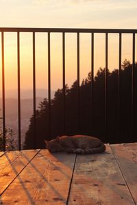 Cat relaxing on floor against sky during sunset