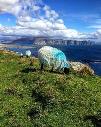 Sheep on grass by sea against sky