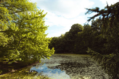 Scenic view of river amidst trees in forest against sky