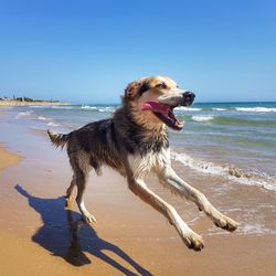 Dog on beach