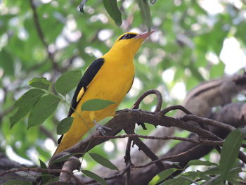 Low angle view of bird perching on branch