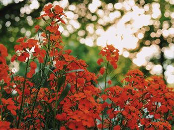 Close-up of red flowers