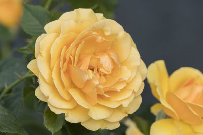 Close-up of yellow rose