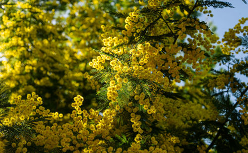 Blooming mimosa tree in sprint 2024