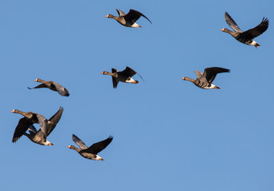 Low angle view of seagulls flying