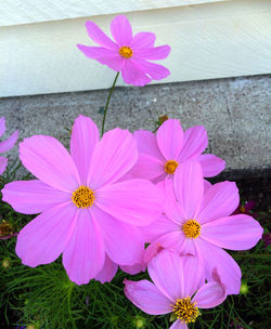 Close-up of pink flower