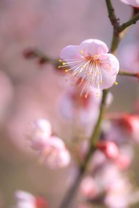 Close-up of pink cherry blossom