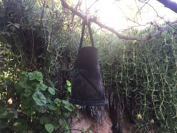 View of an animal on land