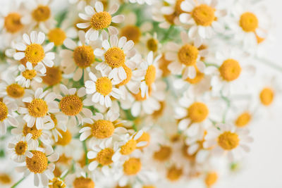 Close-up of white daisy flowers