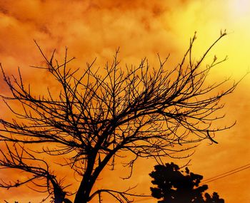 Low angle view of silhouette tree against sky during sunset