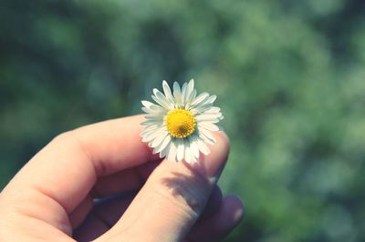 Close-up of cropped hand holding white flower
