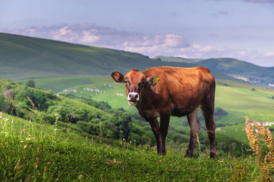 Happy cow in the meadow in the mountains. portrait of a brown cow standing outdoors on a green