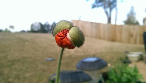 Close-up of poppy flower