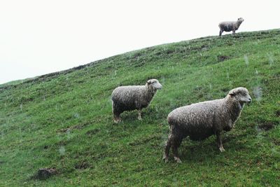 Sheep grazing on grassy field