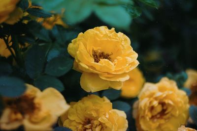 Close-up of yellow rose flower