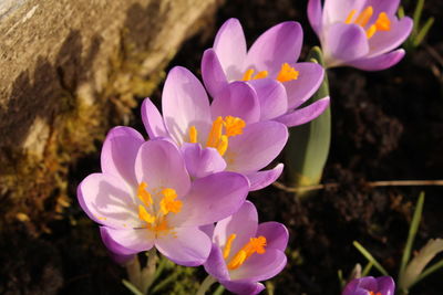 flowering plant