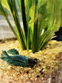 Close-up of insect on leaf