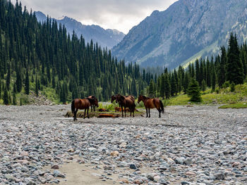 Horses on field