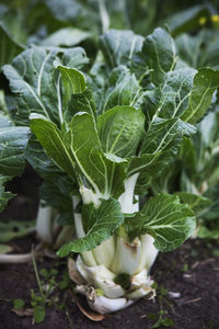 Close-up of vegetables