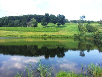 Reflection of trees in lake