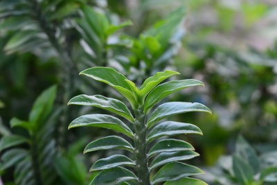 Close-up of green leaves