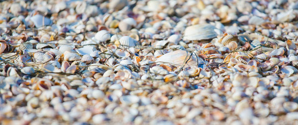 Full frame shot of shells on beach