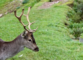 Deer in a field