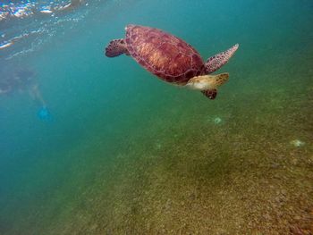 High angle view of a turtle underwater