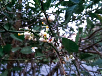 Close-up of white flowering plant