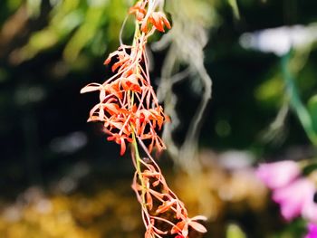 Close-up of plant against blurred background