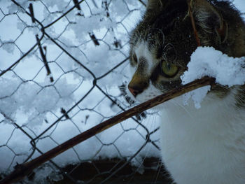 Close-up of giraffe during winter