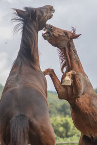 Horses in a horse