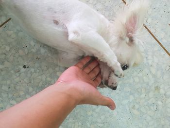 High angle view of hand holding white dog