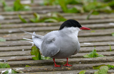 Close-up of bird perching on wall