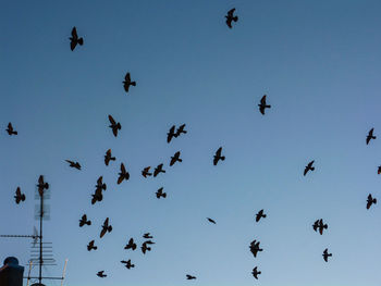 Low angle view of birds flying against clear sky