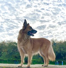 Dog looking away on field