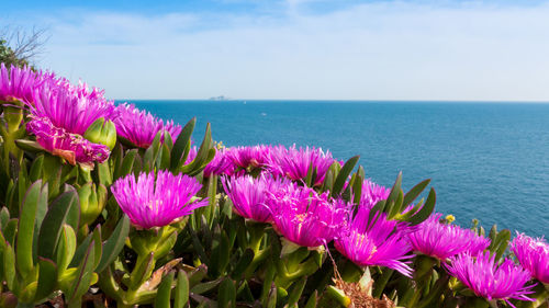 Pink flowering plants by sea against sky