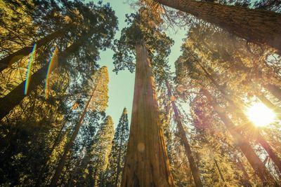 Low angle view of trees growing in forest