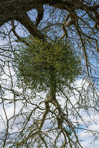 Low angle view of tree against sky