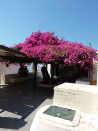 Pink flowers growing on tree