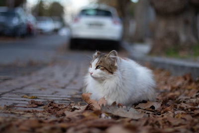 Cat looking away in a car