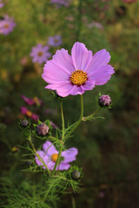 Close-up of pink cosmos flower on field